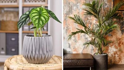 Best tropical indoor plants — 8 easy-to-grow exotic beauties