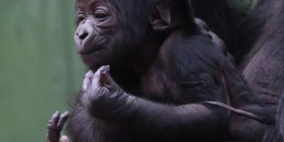 London Zoo welcomes second critically endangered baby gorilla in a month