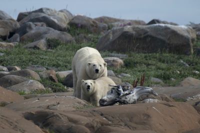 Polar Bears Struggling To Adapt To Longer Ice-free Arctic Periods