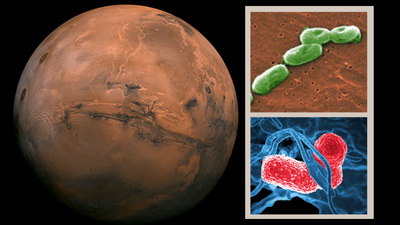 Astronauts may accidentally threaten Mars missions with their gut bacteria, scientists warn