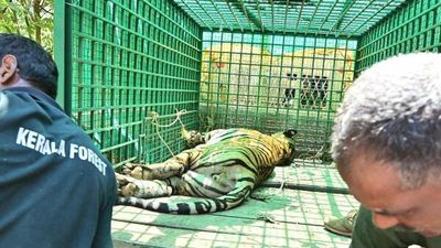 Tiger rescued in Kannur succumbs to injuries