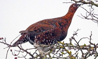 Country diary: These red grouse seem ill-suited for foraging in trees