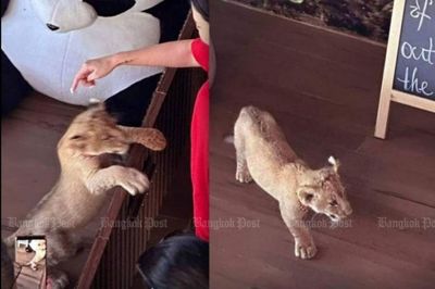 Chinese woman held for keeping lion in hotel room
