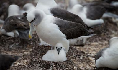 Birdwatch: On the trail of the shy albatross in Australia