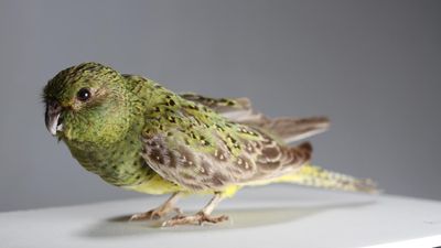 Ultra rare night parrot gives up secrets for survival