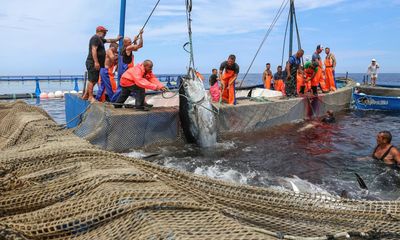 ‘A frenzy of bodies in the chamber of death’: Italian fishers fight to preserve an ancient tradition