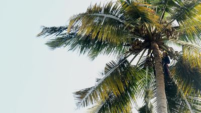 Ruling front, opposition trade blame over Kerala’s crisis-ridden coconut farming sector