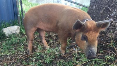 Man fined for biting pet pig during 'torturous' assault