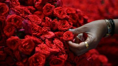 2.9 crore rose stems transported through KIA Bengaluru for Valentine’s Day