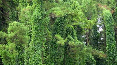 What is kudzu vine? And how to identify this invasive plant