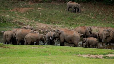 Special Branch recommends immediate intervention in Mankulam