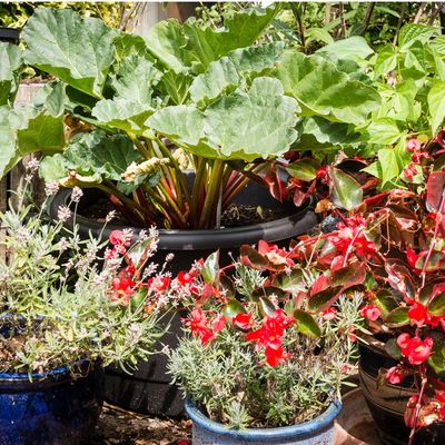 How to grow rhubarb in pots – the easy way to grow your own in a small garden or balcony
