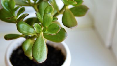 How often to water jade plants — gardeners spill succulent hydrating tips