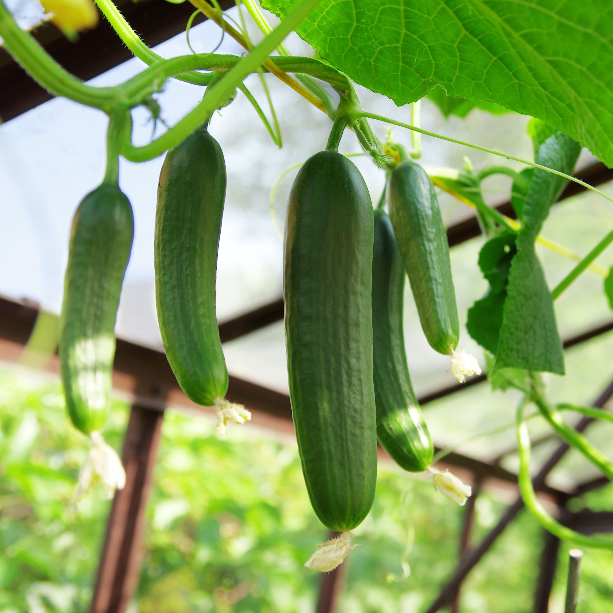 When to plant cucumber seeds the perfect time to…