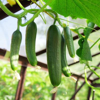 When to plant cucumber seeds – the perfect time to ensure a bumper crop for summer salads