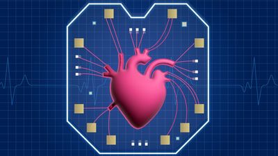 Scientists unveil new 'heart-on-a-chip'
