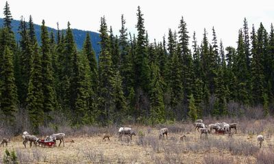 British Columbia fights to stop spread of fatal ‘zombie deer disease’