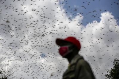 Climate Change Intensifies Risk of Severe Locust Outbreaks