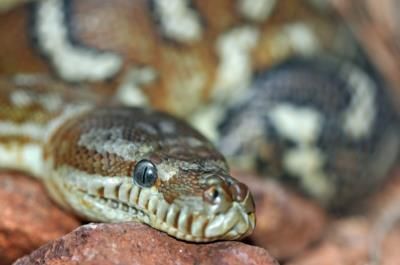 NY Man Sentenced for Smuggling Pythons in Pants