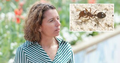 Tough restrictions imposed to prevent fire ants getting to Canberra