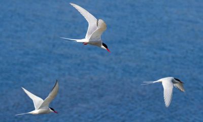 Weatherwatch: seabirds ride out winter storms in middle of ocean