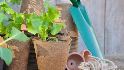 7 Vegetables You Can Plant in February – Our Favorite Varieties That Can be Either Sown or Planted Outdoors Now