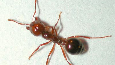 Gamers report aptly named fire ants are causing their PCs to overheat