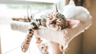 32 ways to destress your cat