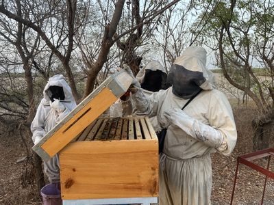 The beekeepers of Sine Saloum: How all-women team tends to Senegal mangrove