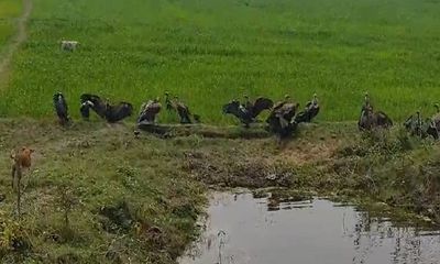 Uttar Pradesh: Social buzz over increasing number of vultures in Maharajganj; People going crazy