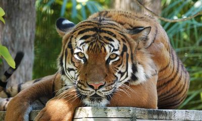 Big cats can tell apart known and unknown human voices, study finds