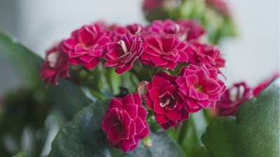 When will my kalanchoe flower? We ask the experts