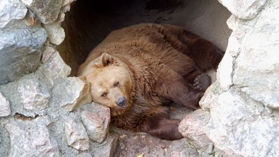 When will bears start waking up for spring?