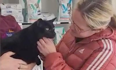 Cat lost for four years turns up over 150 miles from Northern Ireland home