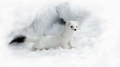 Skiers capture rare and cute footage of ermine popping in and out of the snow