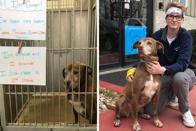 Shelter Dog Was Overlooked For Almost A Decade Until She Found Her Person