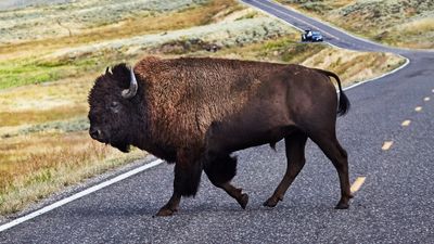 Family gets up close with bison at Yellowstone – grandmother pays the price
