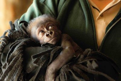 Texas zoo delivers baby gorilla via rare emergency C-section