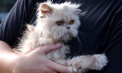 Felix the cat, our elderly moth-eaten rescue, was a true survivor