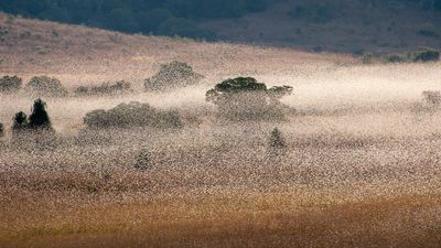 Giant, synchronized swarms of locusts may become more common with climate change