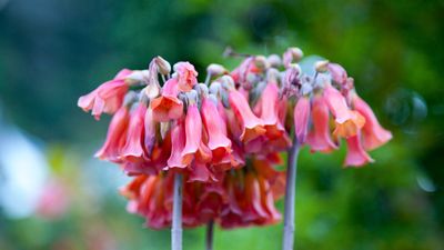 Mother of millions care guide – expert tips to keep this succulent flowering