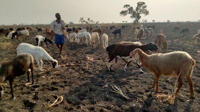 Shepherding: adding to the informal farm economy of North Karnataka
