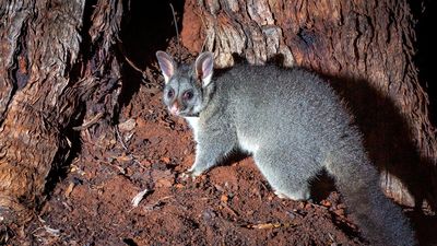 Wildlife corridor offers path for resurgent brushtails