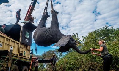 Death toll rises to seven in Malawi elephant relocation project linked to Prince Harry NGO