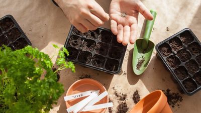 How to sow seeds indoors – 6 tried-and-tested steps for propagation success