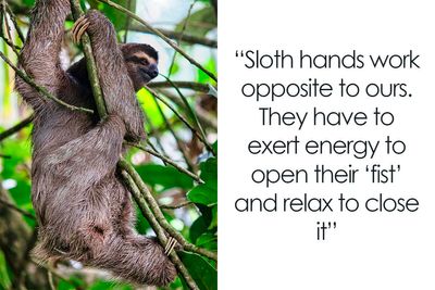 30 Cool And Interesting Animal Facts That People Didn’t Learn At School