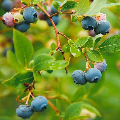 How to grow and care for blueberries so you never have to buy an overpriced supermarket punnet again