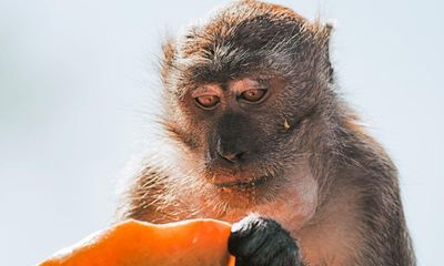 Plan for US ‘mini-city’ of 30,000 monkeys for medical research faces backlash