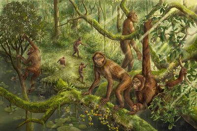 Ape ear bones unlock evolutionary clues