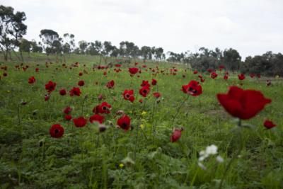 Blooming Red Anemones Amidst Conflict: Darom Adom Festival Cancelled